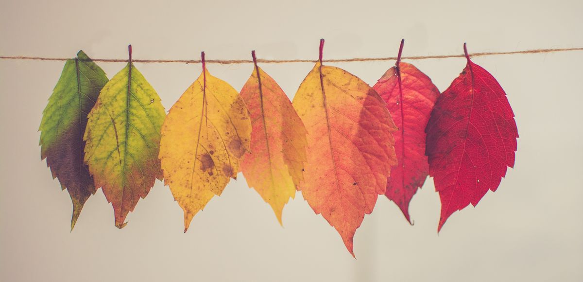 Leaves in different colours on a clothesline